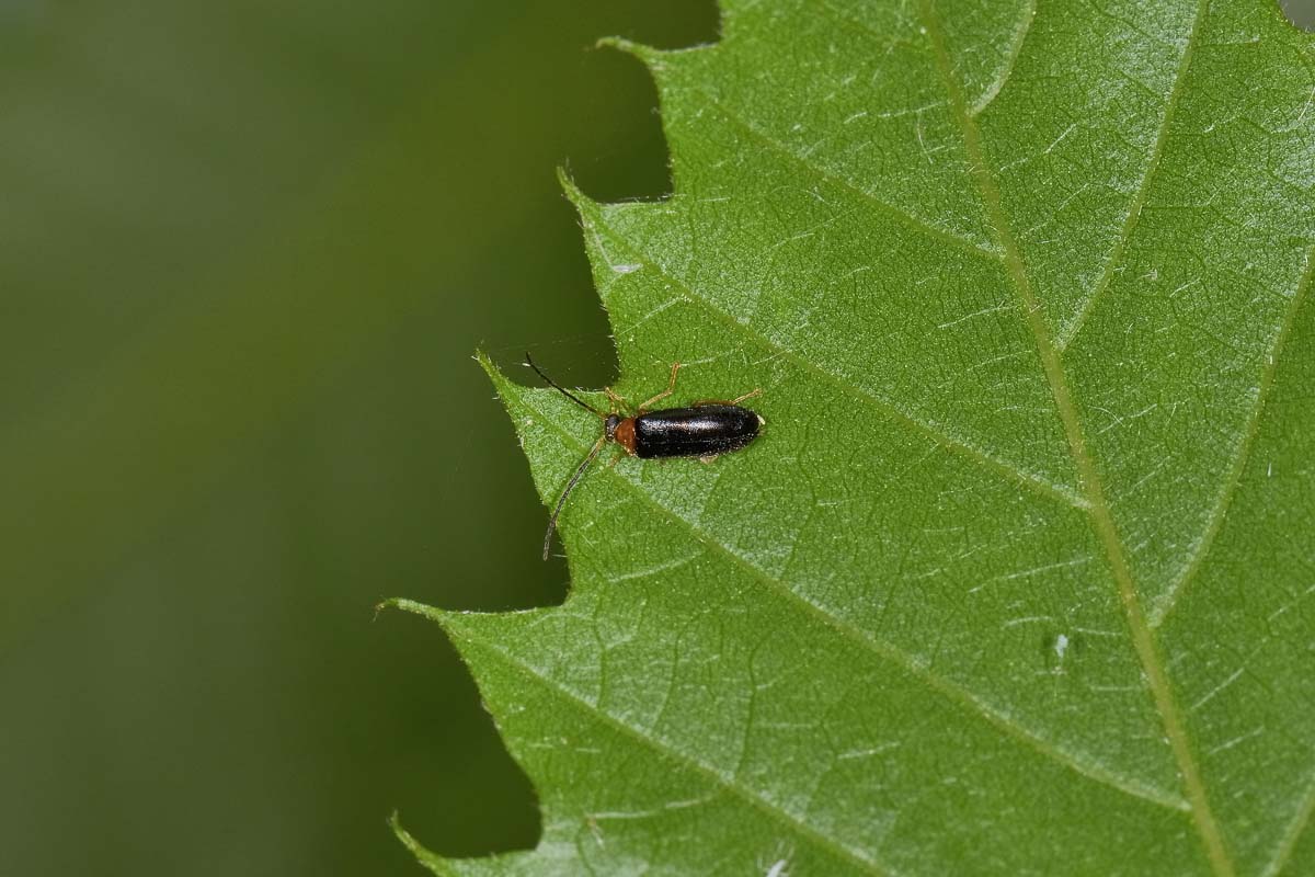 Melandryidae: Conopalpus cfr. brevicollis